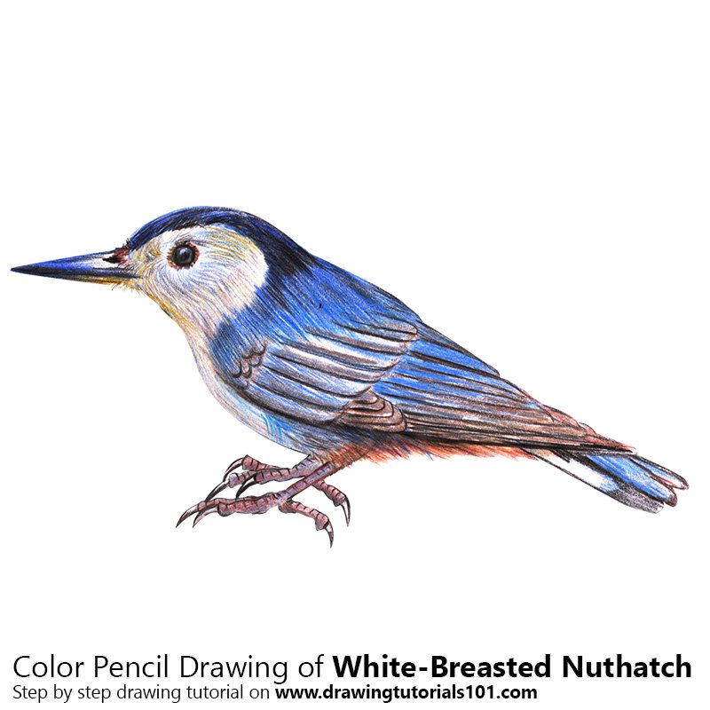 How to Draw a White-Breasted Nuthatch by Color Pencils