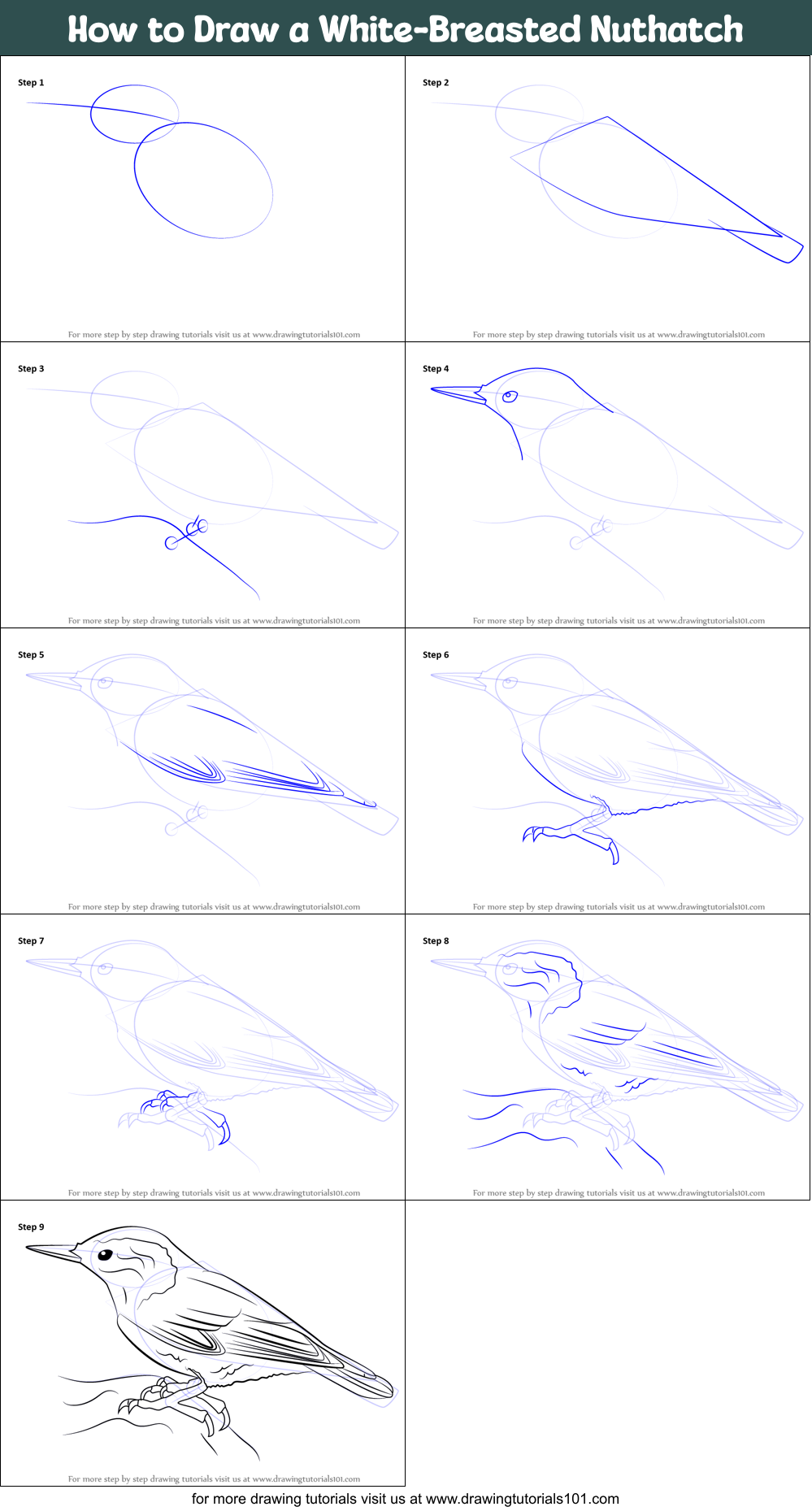 How to Draw a White-Breasted Nuthatch Printable Step by Step