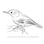 How to Draw a White-Breasted Nuthatch