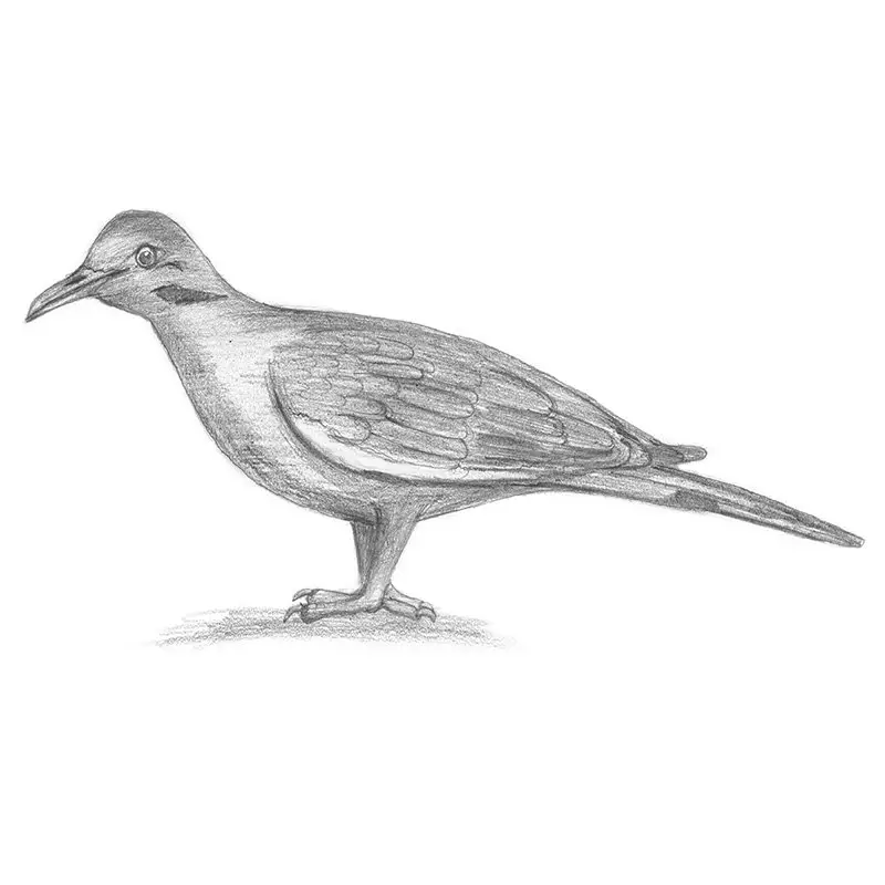 Pencil Sketch of White-Winged Dove - Pencil Drawing