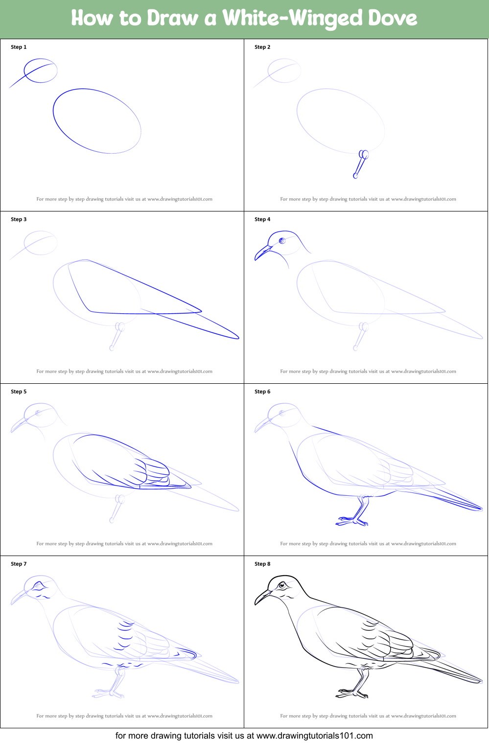 How to Draw a White-Winged Dove Printable Step by Step