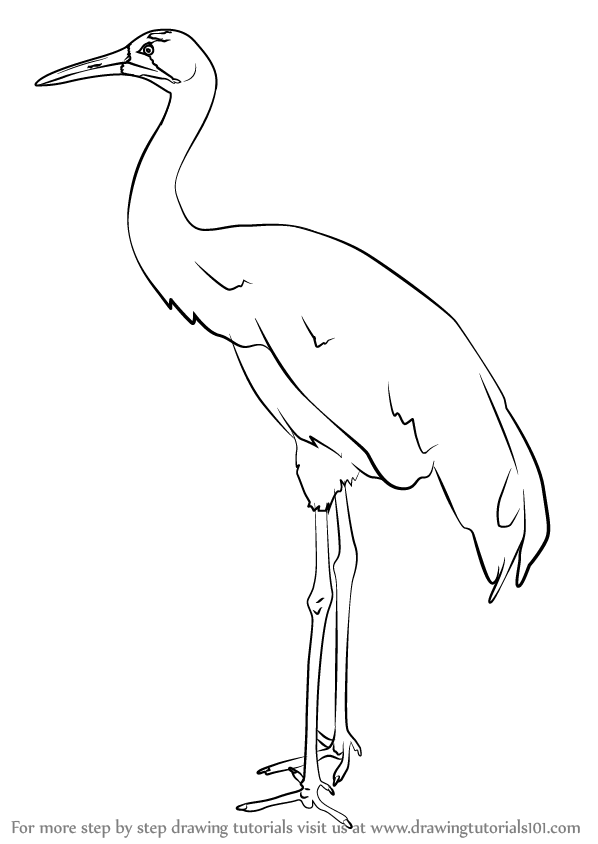 Crane bird. Ink and watercolor drawing - Stock Illustration [73687513] -  PIXTA