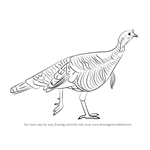 How to Draw a Wild Turkey