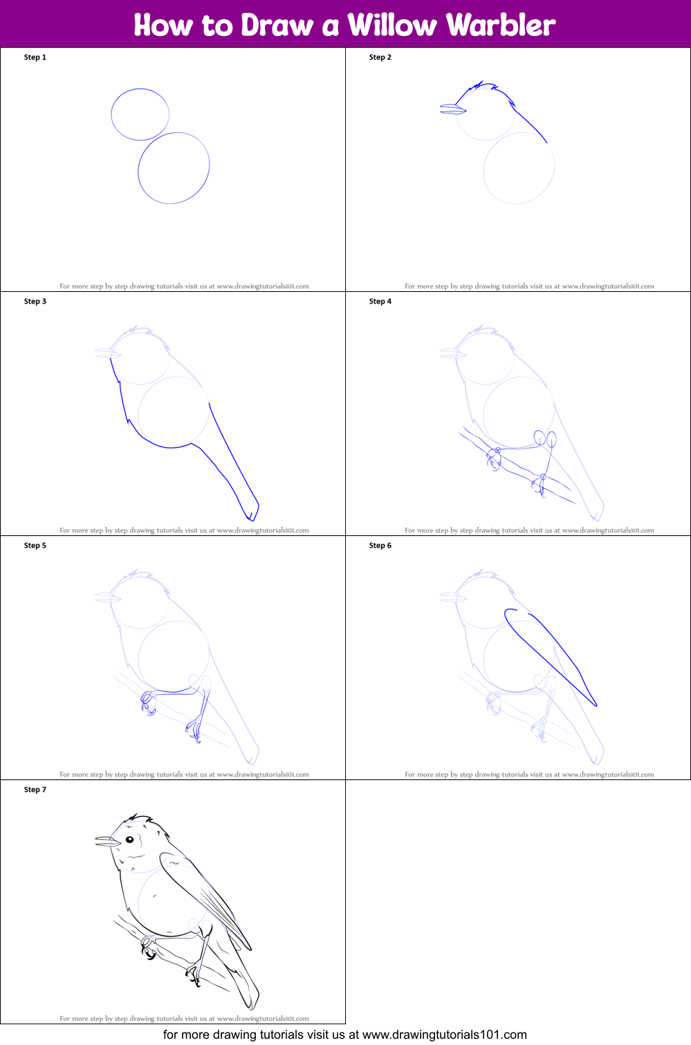 How to Draw a Willow Warbler Printable Step by Step