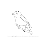 How to Draw a Willow Warbler