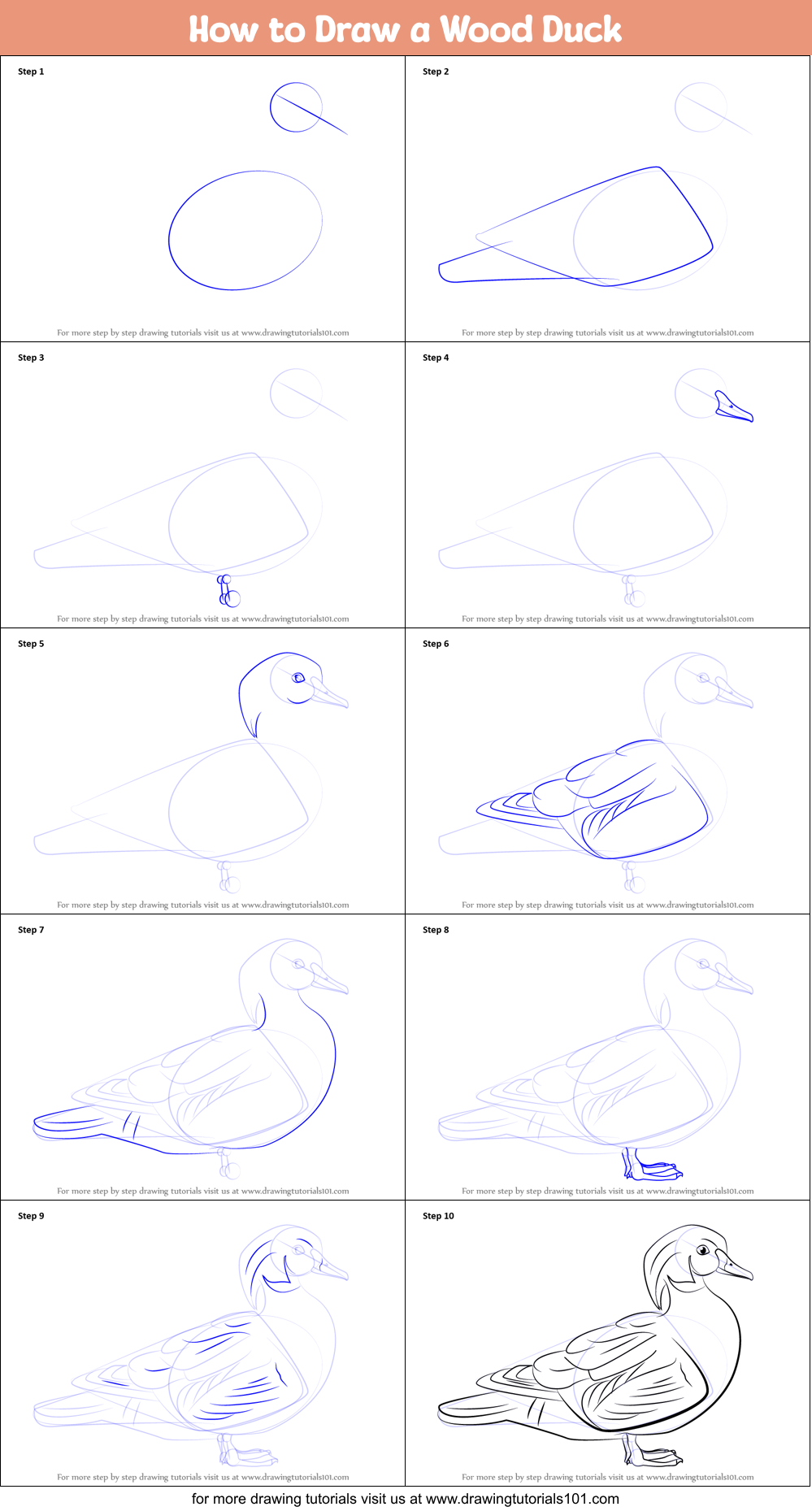 How to Draw a Wood Duck Printable Step by Step