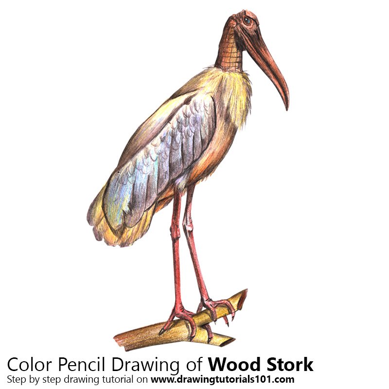 How to Draw a Wood Stork by Color Pencils