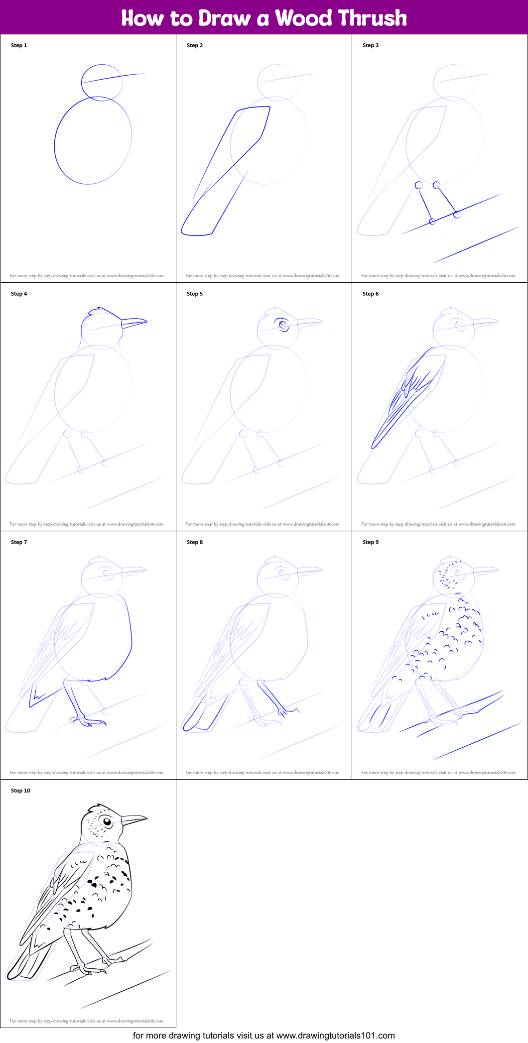 How to Draw a Wood Thrush Printable Step by Step