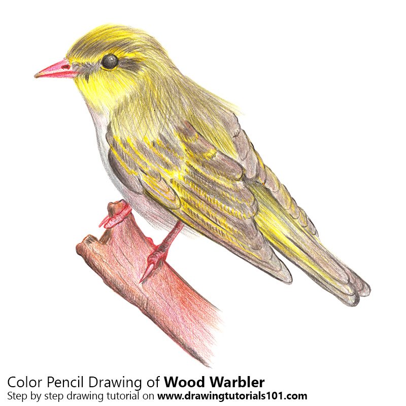 How to Draw a Wood Warbler by Color Pencils