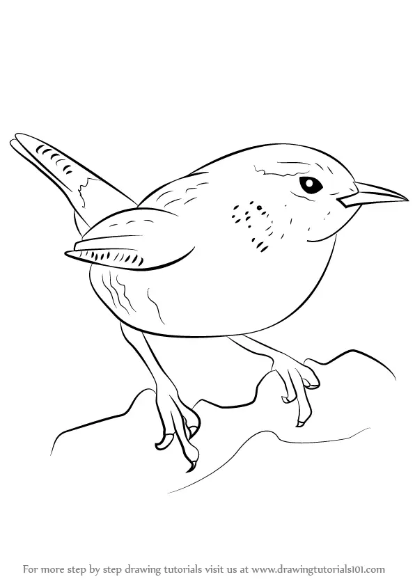Learn How to Draw a Wren (Birds) Step by Step : Drawing Tutorials