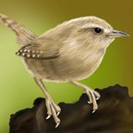 How to Draw a Wren