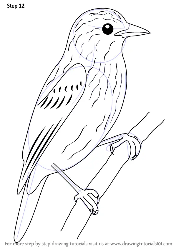 Learn How to Draw Xenops (Birds) Step by Step : Drawing Tutorials