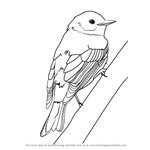 How to Draw a Yellow-rumped Warbler