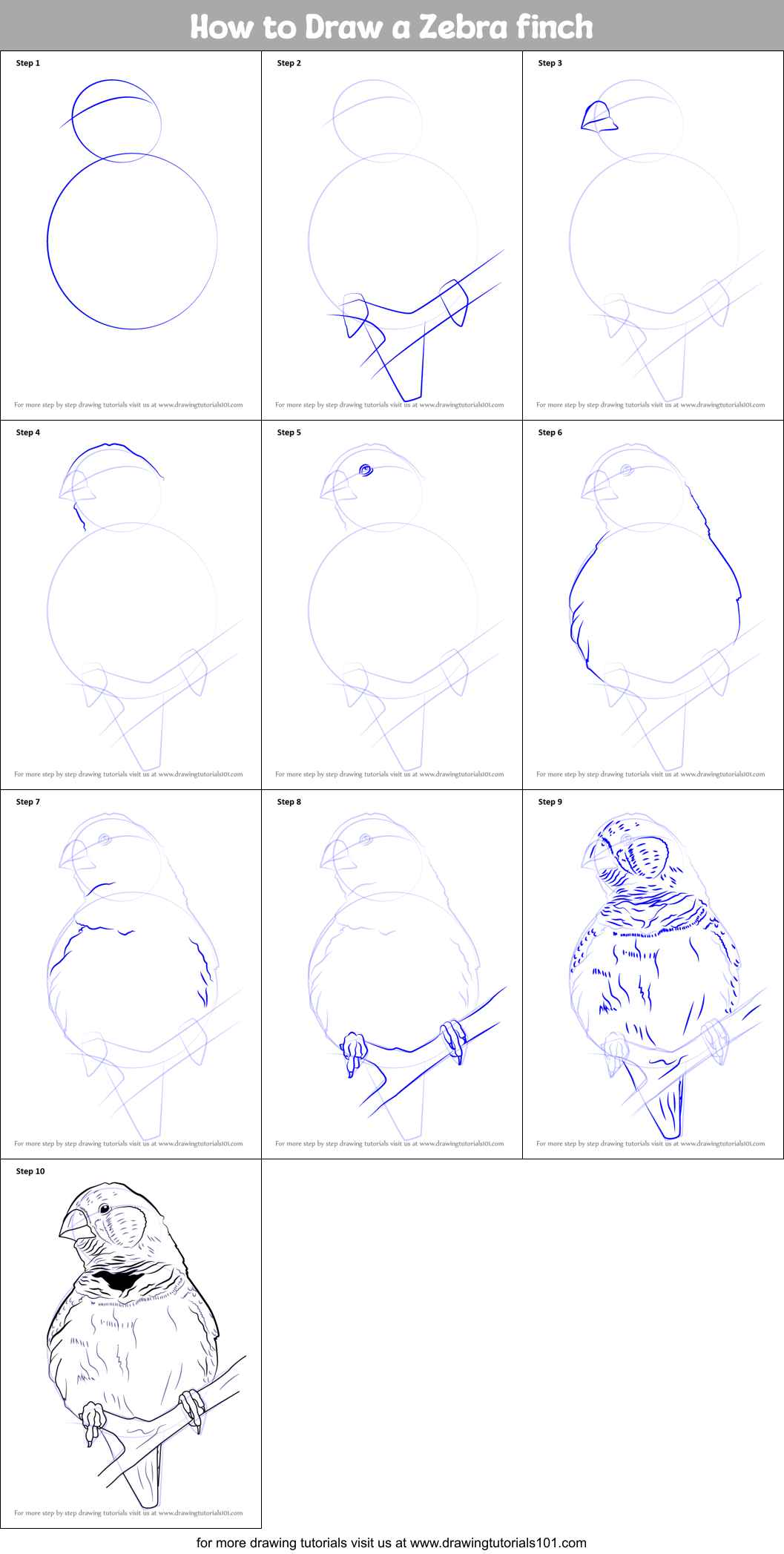 How to Draw a Zebra finch Printable Step by Step