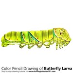 How to Draw a Butterfly Larva