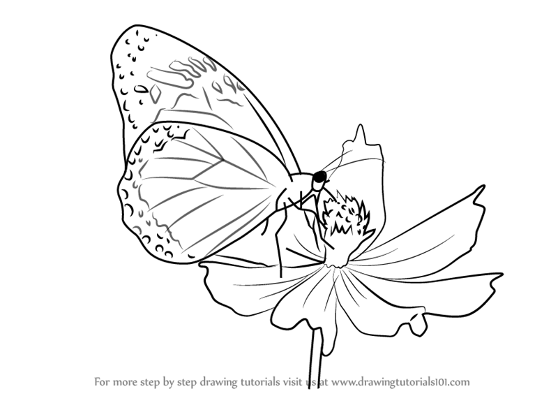 Featured image of post Butterfly On Flower Drawing Easy For Kids - Each of our tutorials will come with a printable pdf template you can print and use at home or in the classroom to get the kids to draw their creations.