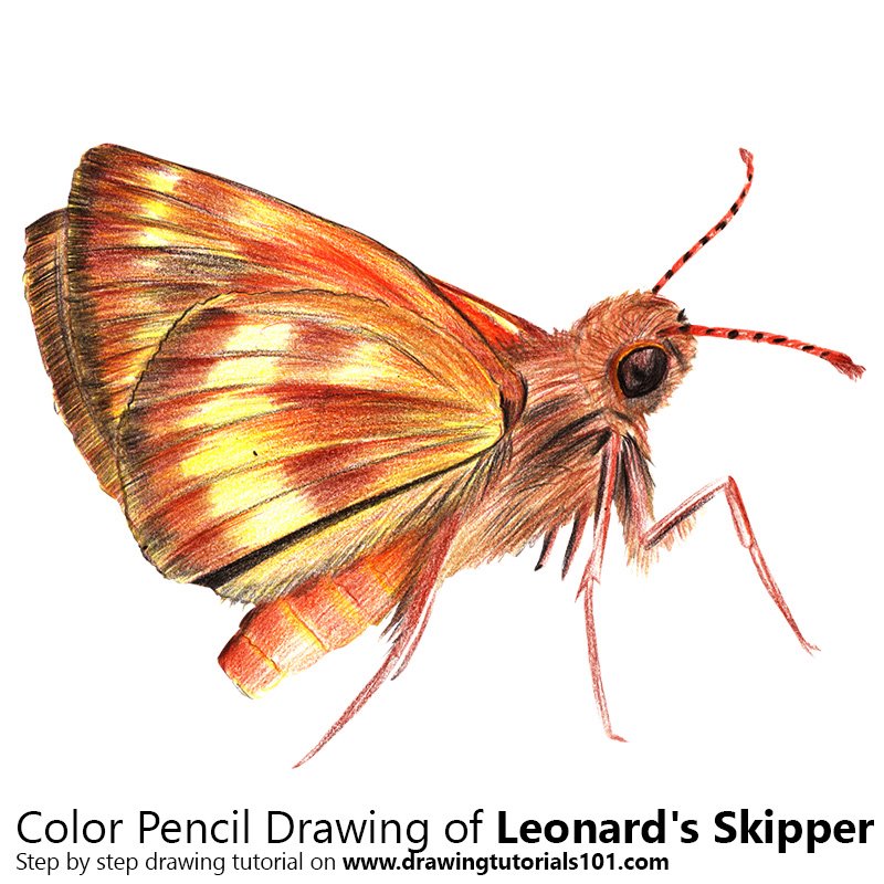 How to Draw a Leonard's Skipper by Color Pencils