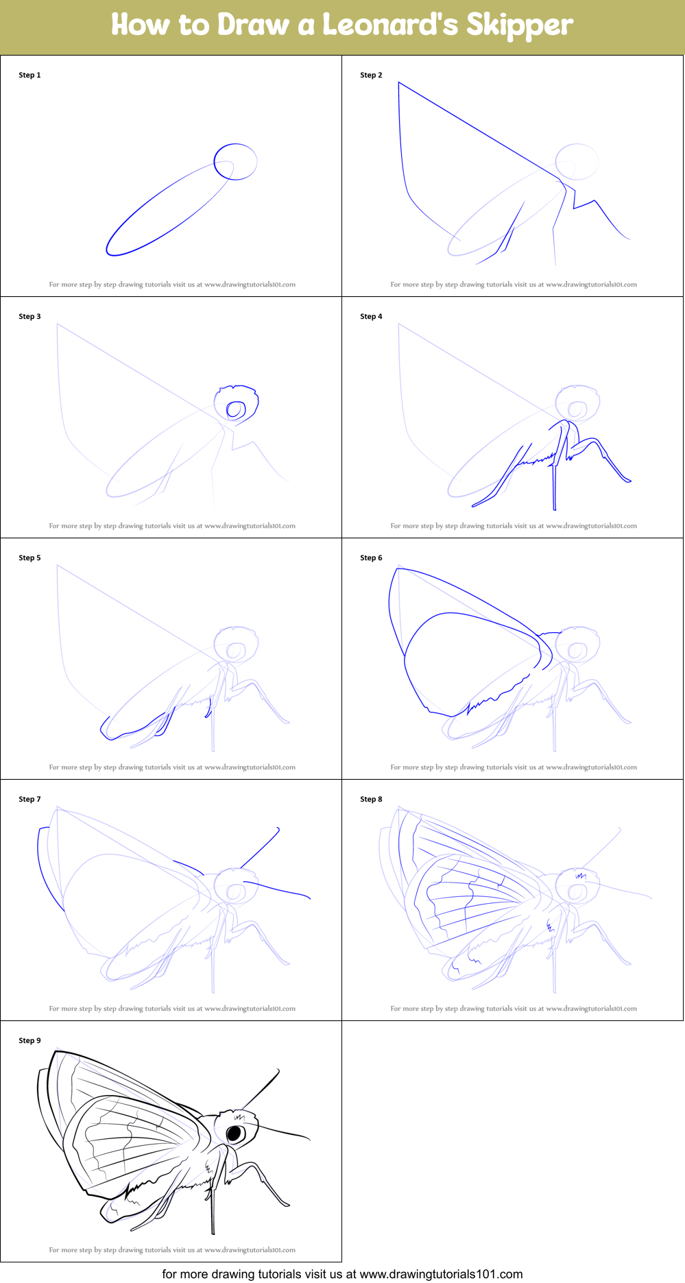 How to Draw a Leonard's Skipper Printable Step by Step