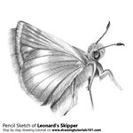 How to Draw a Leonard's Skipper
