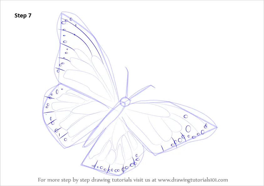 Learn How to Draw a Monarch Butterfly (Butterflies) Step by Step