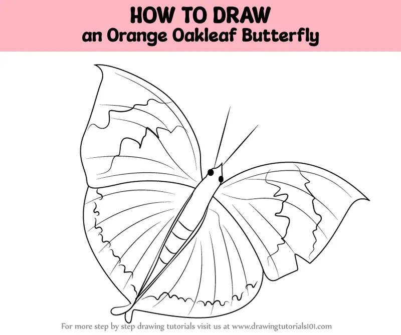 How to draw a Butterfly 🦋🦋🦋