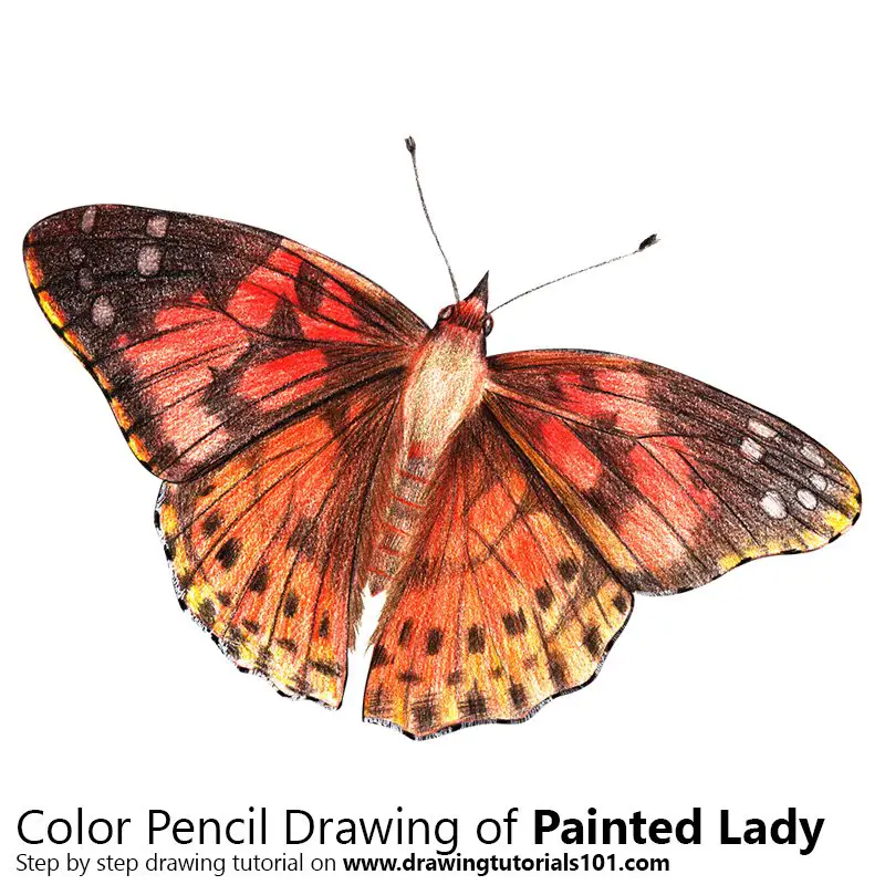 Painted Lady Color Pencil Drawing