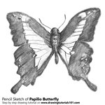 How to Draw a Papilio Butterfly