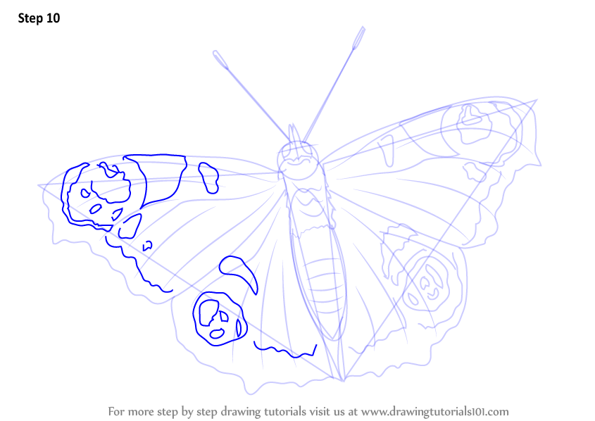 Learn How to Draw a Peacock Butterfly (Butterflies) Step by Step