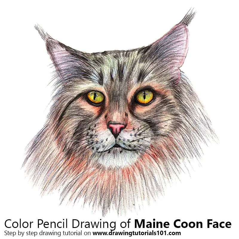 Maine Coon Face Color Pencil Drawing