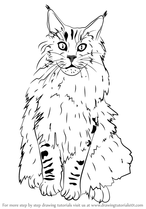 674 Maine Coon Wallpaper Images Stock Photos  Vectors  Shutterstock