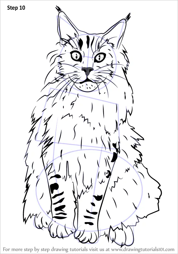 maine coon coloring pages - photo #8