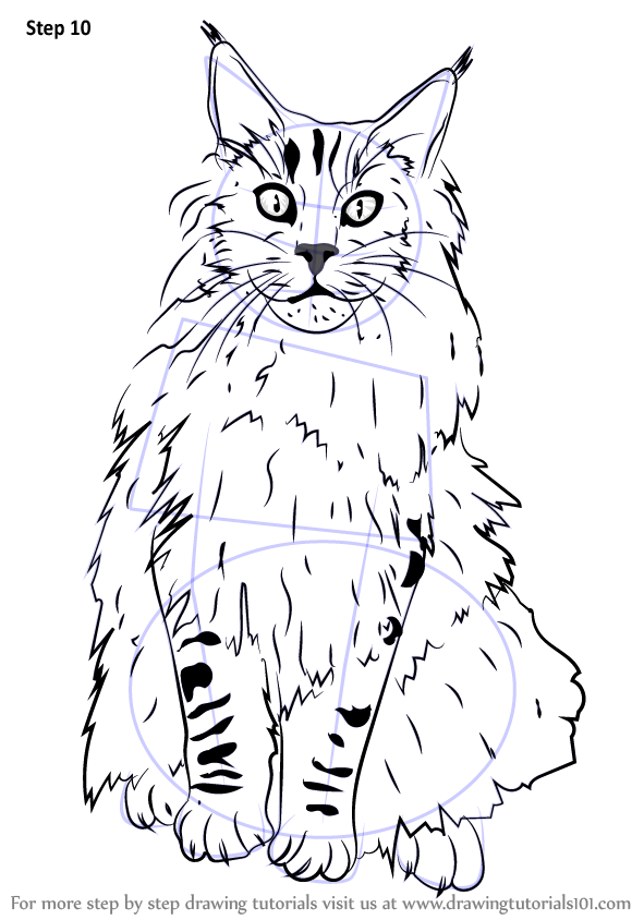 Learn How to Draw a Maine Coon (Cats) Step by Step : Drawing Tutorials