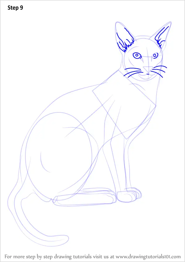 Learn How to Draw a Siamese Cat (Cats) Step by Step : Drawing Tutorials