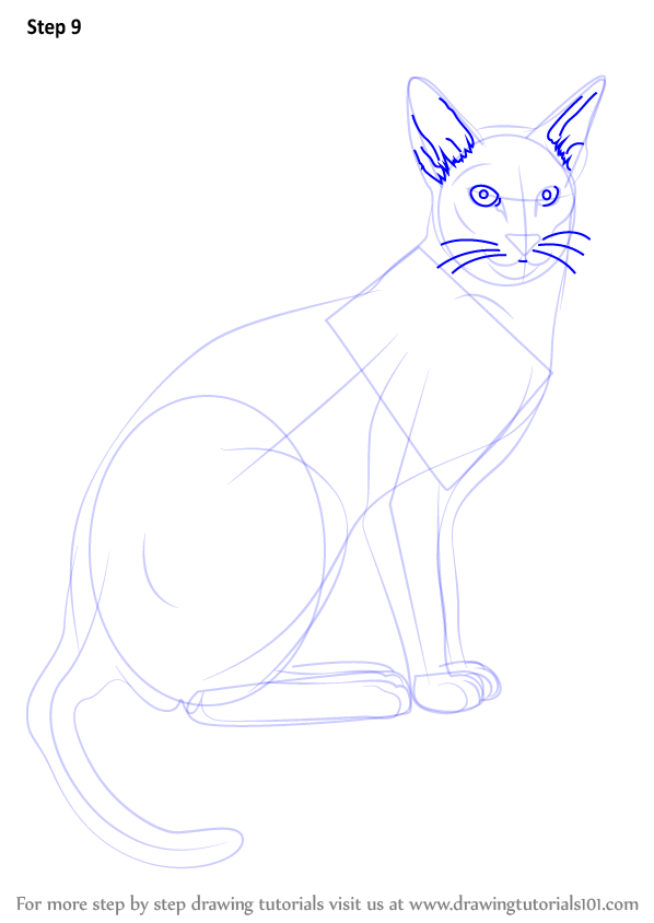 Learn How to Draw a Siamese Cat (Cats) Step by Step : Drawing Tutorials