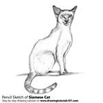 How to Draw a Siamese Cat