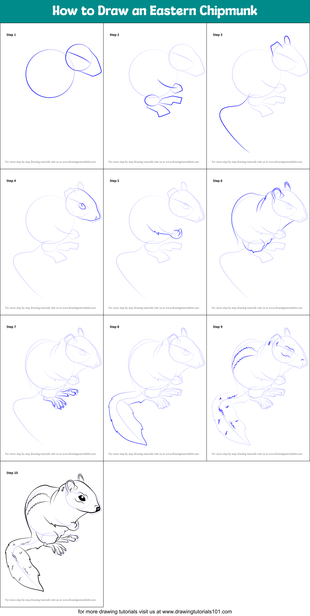 How to Draw an Eastern Chipmunk Printable Step by Step