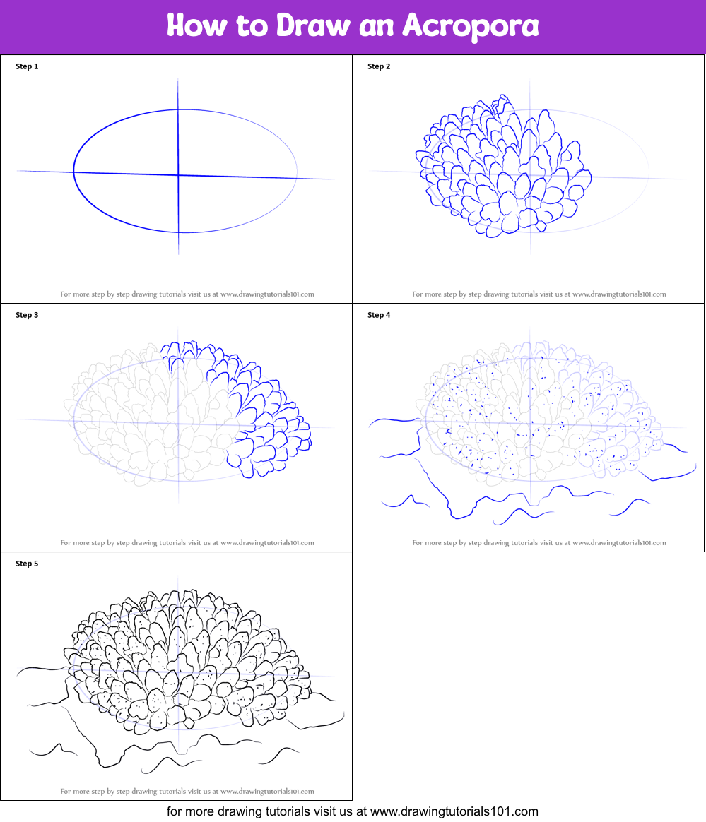 How to Draw an Acropora Printable Step by Step