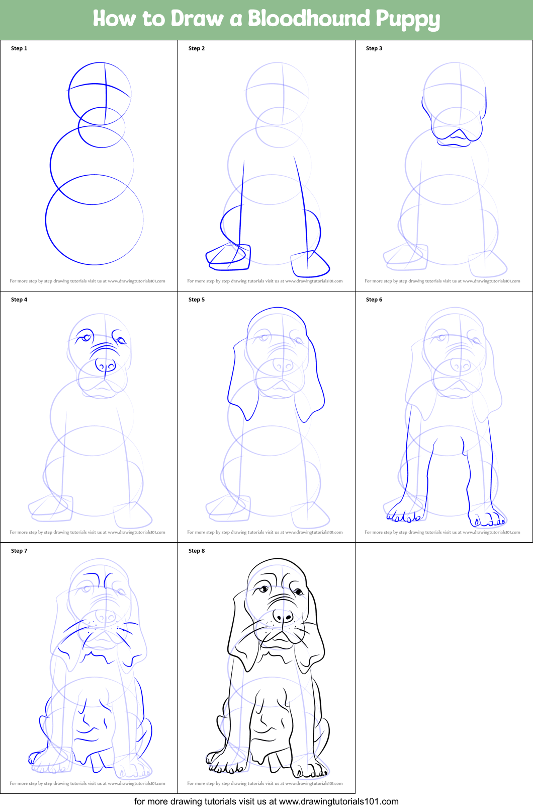 How to Draw a Bloodhound Puppy Printable Step by Step