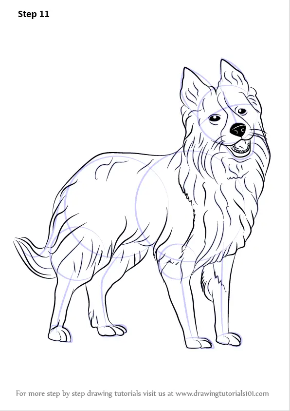 Learn How to Draw Border Collie (Dogs) Step by Step : Drawing Tutorials