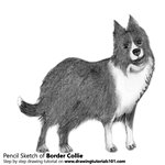 How to Draw Border Collie