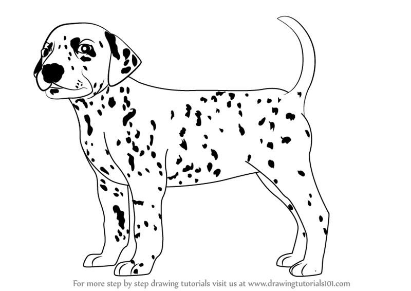 Learn How to Draw a Dalmatian Dog (Dogs) Step by Step ...