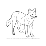 How to Draw a Dhole