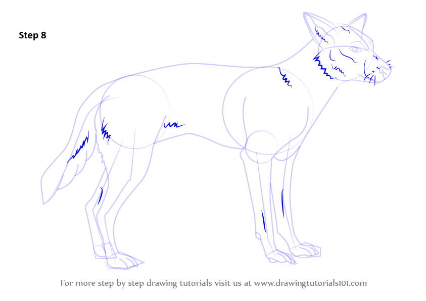 Learn How to Draw a Dingo (Dogs) Step by Step : Drawing Tutorials