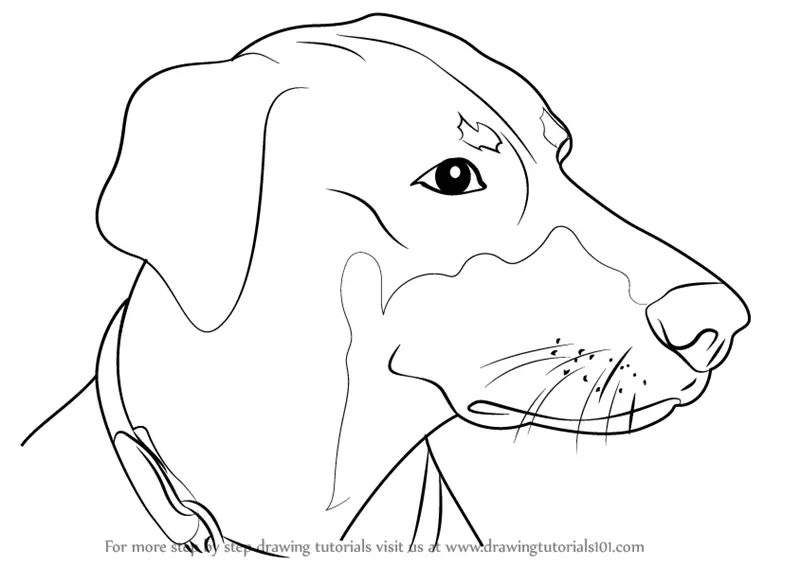 55+ Doberman Dog Drawing