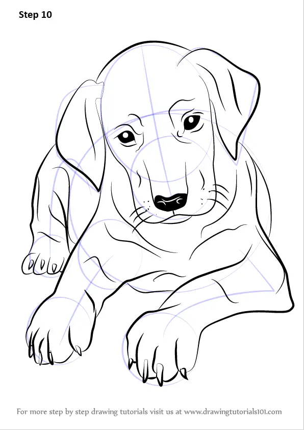 Learn How to Draw Doberman Puppy (Dogs) Step by Step : Drawing Tutorials