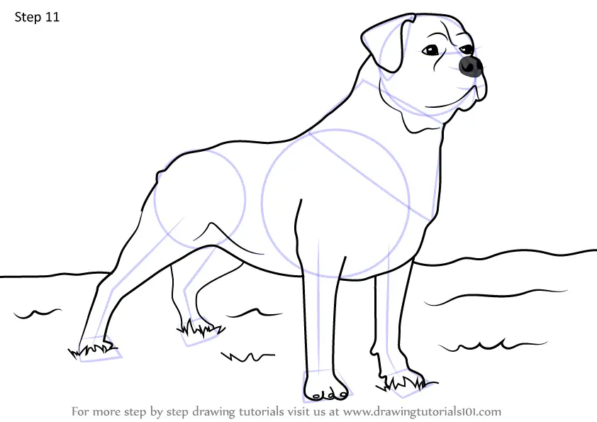 Learn How to Draw a German Rottweiler (Dogs) Step by Step : Drawing