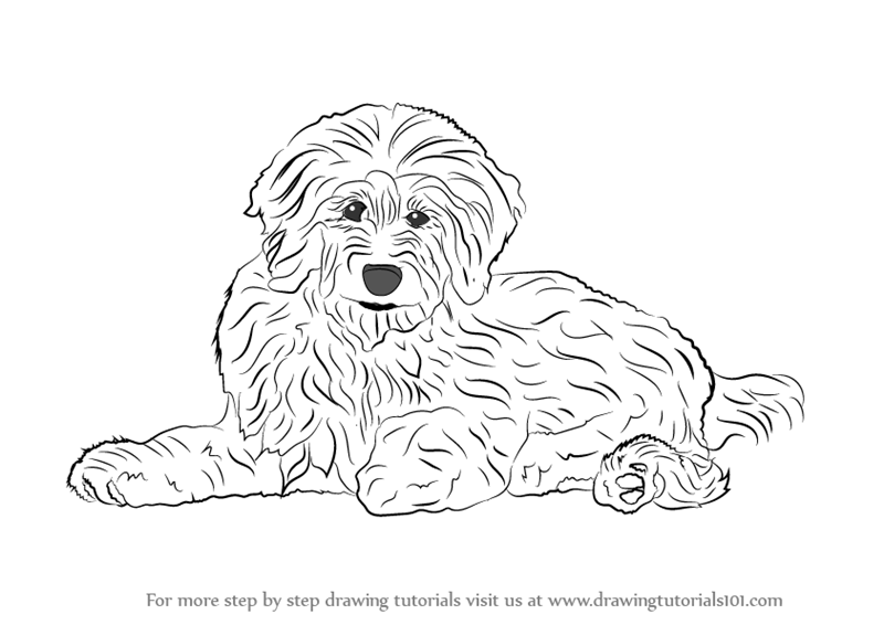 Learn How to Draw a Goldendoodle (Dogs) Step by Step : Drawing Tutorials