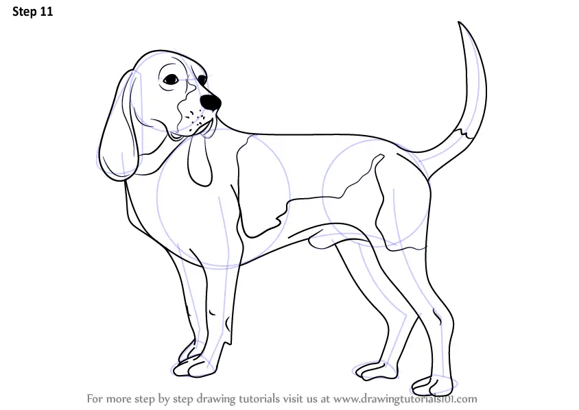 Learn How To Draw A Hound Dog Dogs Step By Step Drawing Tutorials