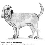 How to Draw a Hound Dog