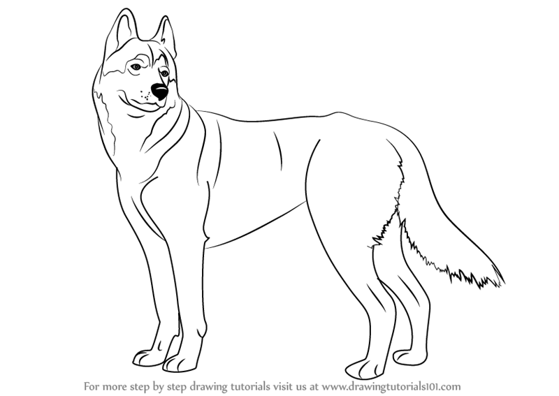 Download Learn How to Draw a Husky (Dogs) Step by Step : Drawing Tutorials